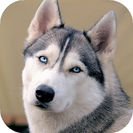 Siberian Husky Wallpapers : backgrounds hd icon