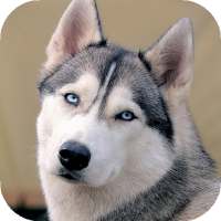 Siberian Husky Wallpapers : backgrounds hd on 9Apps