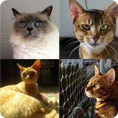 Guess Cat Breed icon