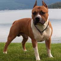 Staffordshire Terrier american on 9Apps