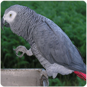 African Bird Songs icon