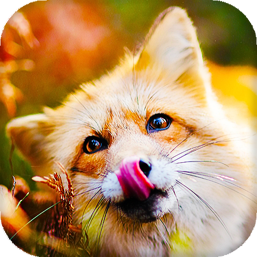 Лисы Живые Обои (Фоны &amp; Темы) иконка