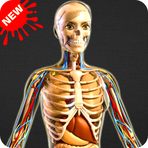 Human Anatomy Bones and Internal Organs Anatomical icon