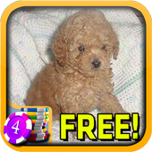3D Mini Poodle Slots - Free icon