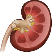 Clean your Kidneys icon