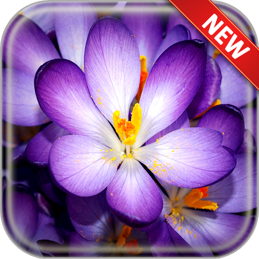 Flower  Wallpapers icon
