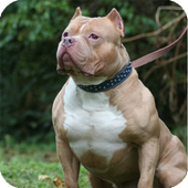 Pitbull Pack 3 Dog Wallpaper icon