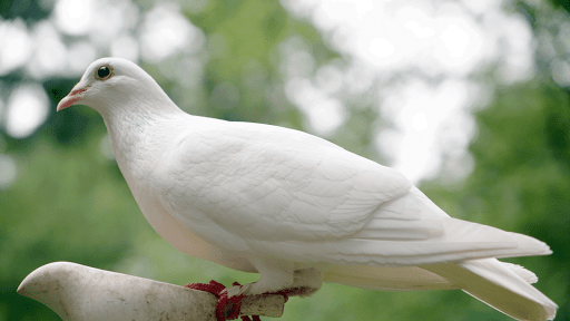 Dove Sounds - Dove Calls for Hunting screenshot 7