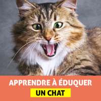 Éduquer un Chat