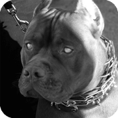 Pitbull Pack 5 Dog Wallpaper icon