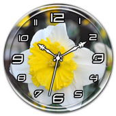 Daffodils Clock Live Wallpaper icon