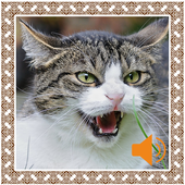 Angry Cat Sounds icon