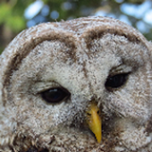 Birding with Gene icon