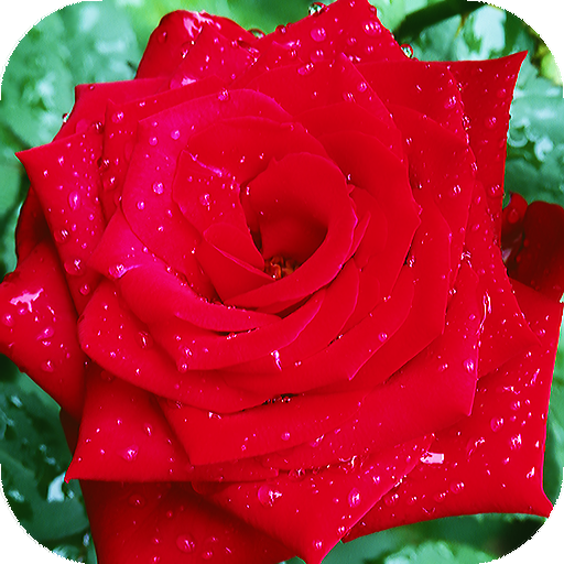 Red Rose Live Wallpaper : 7fon &amp; LWP icon