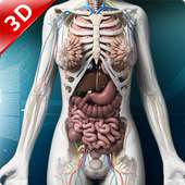 Human 3D Anatomy on 9Apps