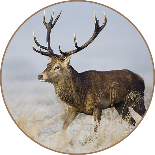 Deer Sounds icon