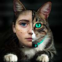 Human to Cat: Face Matching, Cat Alike