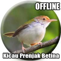 Suara Burung Prenjak Betina Pikat on 9Apps