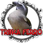 MARCHEADO DE TRINCA FERRO FÊMEA