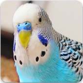 Budgie Bird Sound: Budgie Singing & Budgie Talking on 9Apps