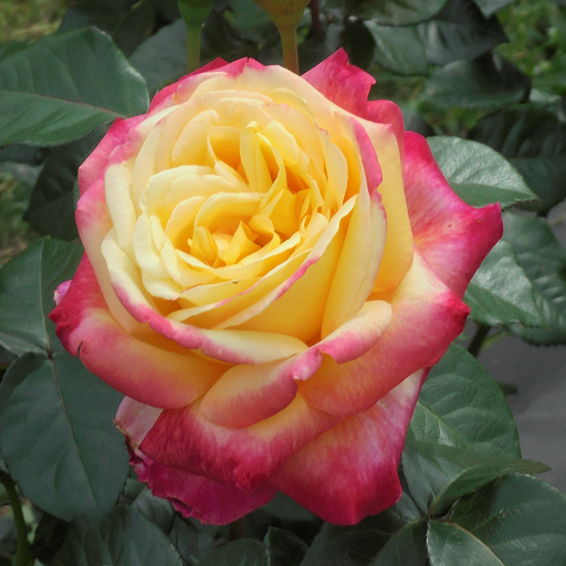 Roses Wallpaper icon