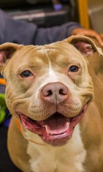 Pitbull Dogs New Funs Jigsaw Puzzles screenshot 3