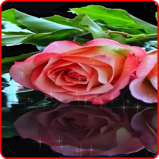 Rose Live Wallpaper icon
