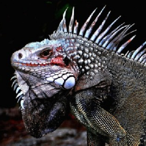 Iguana Wallpaper icon