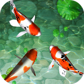 Water Koi Fish Pool LWP icon
