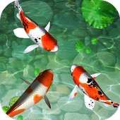 Water Koi Fish Pool LWP on 9Apps