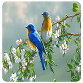 Bird HD Wallpaper icon