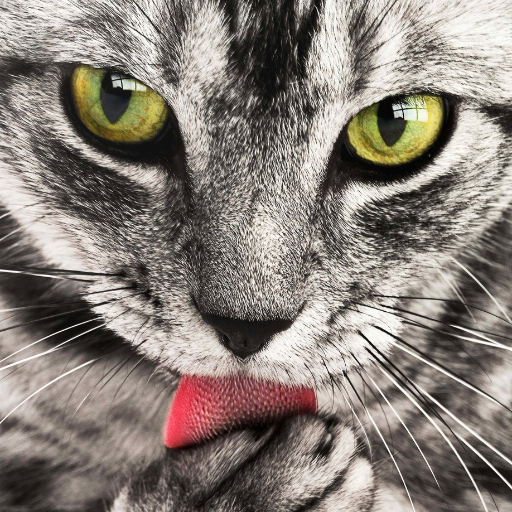WkWallpaprer - Cat HD Wallpapers icon