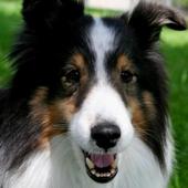 Big Dogs Wallpaper LWP icon