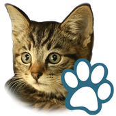 Cats icon