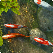 Koi Fish 1 live wallpaper icon