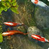Koi Fish 1 live wallpaper on 9Apps