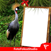 African Crowned Crane Insta DP icon