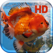 Gold Fish Aquarium icon