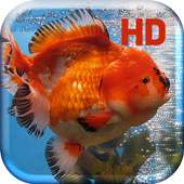 Gold Fish Aquarium on 9Apps