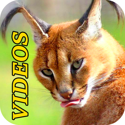 Animal Videos/Wild Animal Videos icon