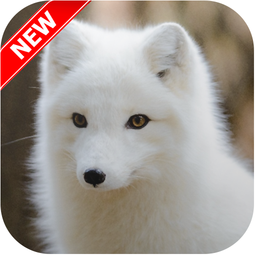 Fox Wallpaper HD icon