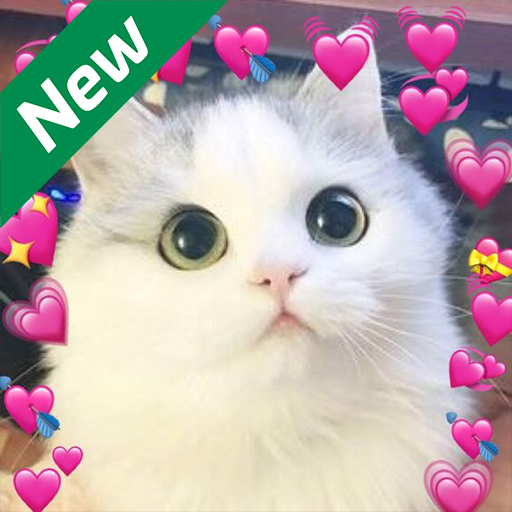 Cute cats beautiful Wallpaper icon