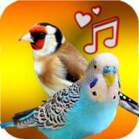 Birds Sounds ( Offline ) on 9Apps