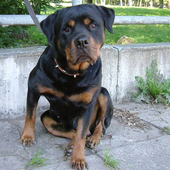 Rottweiler Dogs Jigsaw Puzzles icon