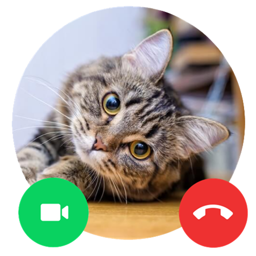 Cat Call me : Cat Video Call &amp; Cat Call prank icon