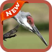 Sandhill Crane Wallpaper on 9Apps