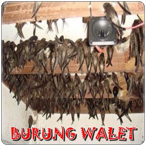 Pemanggil Walet Mp3 icon