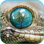 Reptile Live Wallpaper icon