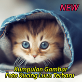 Gambar Foto Kucing Lucu icon