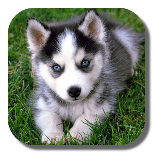 Husky Live Wallpaper icon